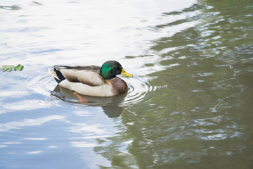 Ducks in a pond in Leicester-shire