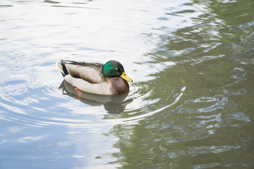 Ducks in a pond in Leicester-shire
