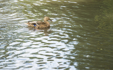 Ducks in a pond in Leicester-shire