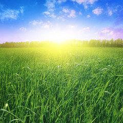 Field of grass at sunset.