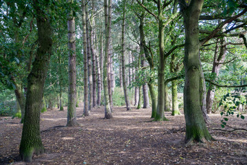 Leicester-shire countryside in the summertime 2016