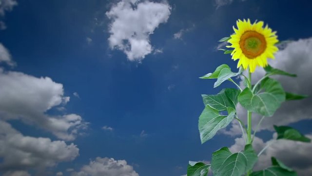 Video of a sunflower swaying in the breeze with clouds in the background
