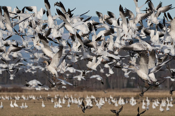 Snow Geese over Skagit Valley