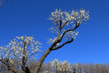 White japanese plum blossoms in early spring