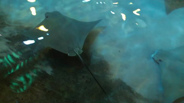 Stingray swimming in shallow water