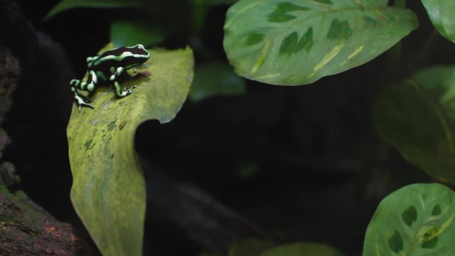 Green and black poison dart frog (Dendrobates auratus) on a leaf