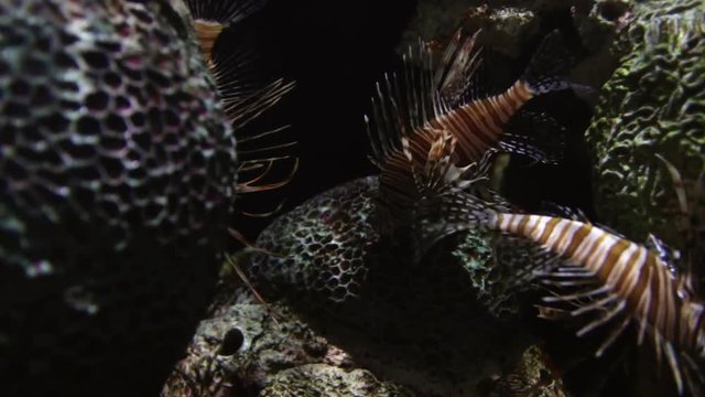 Lion fish swimming in darkness