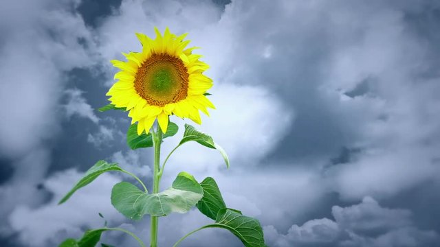 Video of a sunflower swaying in the breeze with clouds in the background