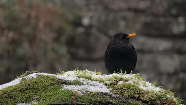 Common Blackbird (Turdus merula) on Moss Looking for Food