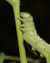 Fototapeta premium Tomato Worm Eating a Tomato Plant Stem