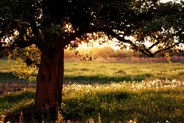 The tree on background sunset field with dandelions