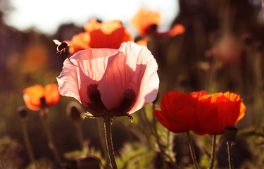 Flight of a Bee around a poppy. Poppy field.