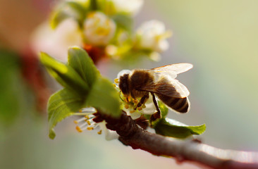 Bee harvest the pollen on the blossom branch of the cherry tree 