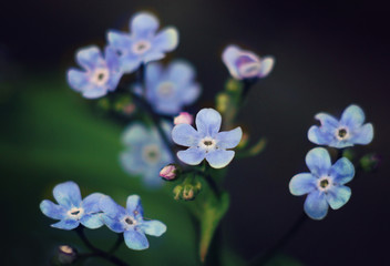Small blue flowers on the sunny glade. Macro