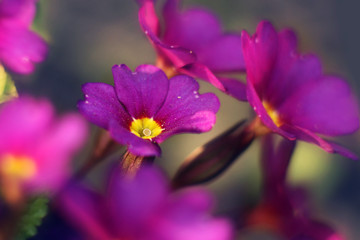 Small pink flowers on the sunny glade. Macro