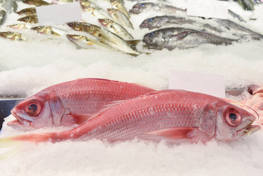 Fresh ruby snappers