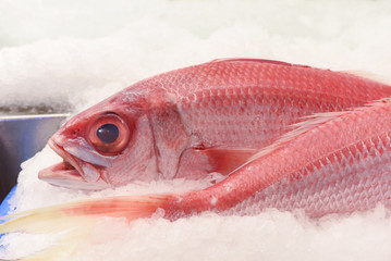 Ruby snapper closeup