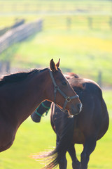 Thoroughbred Horses in Niikappu,Hokkaido,Japan