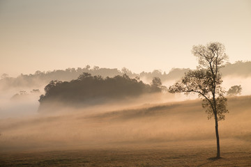 Soft focus beautiful sunrise and fog in the natural scene at Thailand.