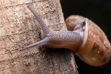 Macro the snail gliding on the wood. Latin name as Arianta arbustorum