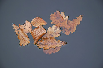 Herbstblätter im Wasser