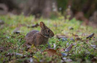 Brown bunny rabbit