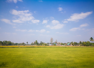 Fields and meadows in the summer