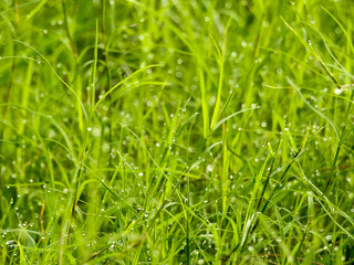 Grass and dew in the morning