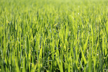 Texture of wood background closeup