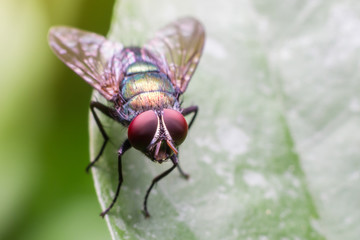 macro the insect with nature background and sunlight