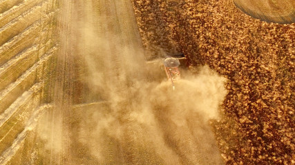 Lentil Harvest 