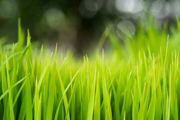 Rice. Fresh green Rice with dew drops closeup. Soft Focus. Abstract Nature Background.