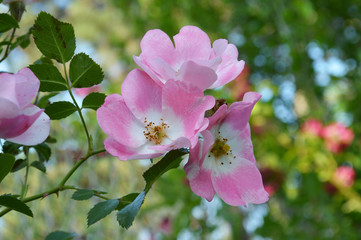 Obraz premium Knockout Rose Group