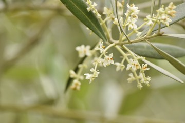 オリーブの花