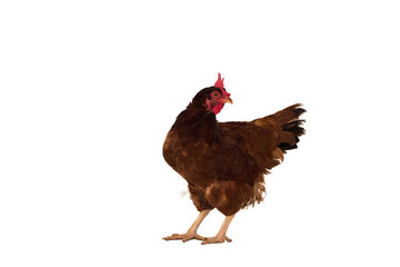 brown hen isolated on white, studio shot