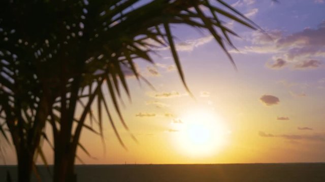 Tropical sunrise background, with a silhouetted palm tree in the foreground