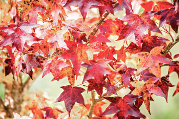 Background group autumn orange leaves
