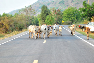 Obraz premium Cows walking on the street