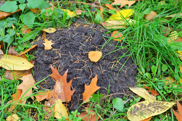 Molehill in grass