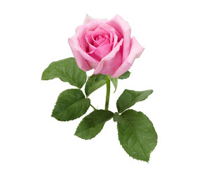 Obraz premium Piękna różowa róża i liście na białym tle