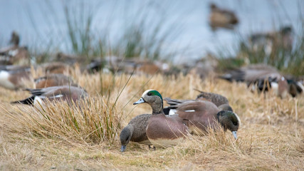 Flock of ducks, mostly American Wigeons, gathering to feed.
