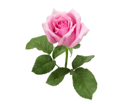 Fototapeta Beautiful pink rose and leaves isolated on white background