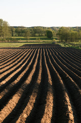 pole ziemniaczane na wsi