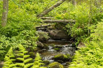 Little stream in forest