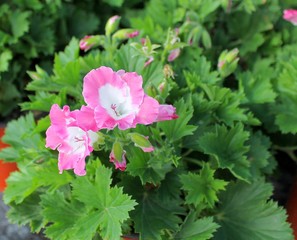 Pelargonium ornamental plant with beautiful flowers in a pot