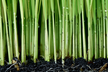 Obraz premium Sapling planting of rice preparations.