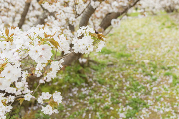 Sakura flower blossoming in ornamental garden.
Natural background