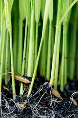 Fototapeta premium Sapling planting of rice preparations.