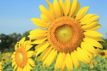 Fototapeta premium sunflower macro photo