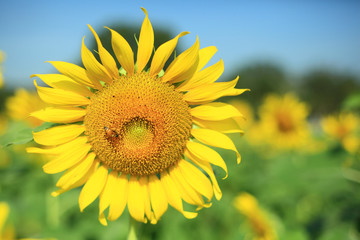 sunflower macro photo